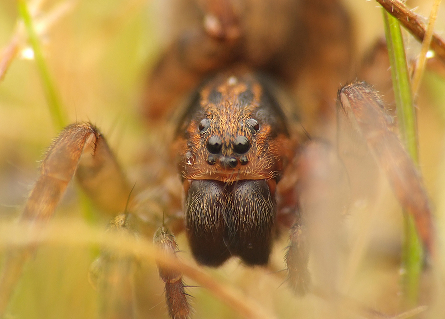 Trochosa