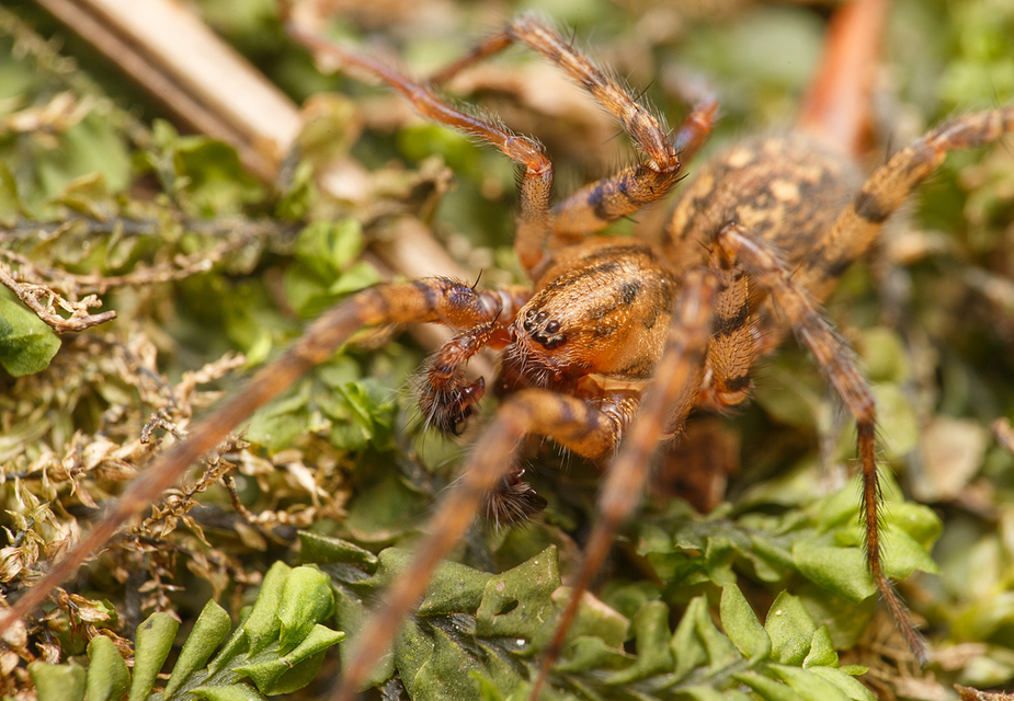 Tegenaria ferruginea - hegyi zugpók