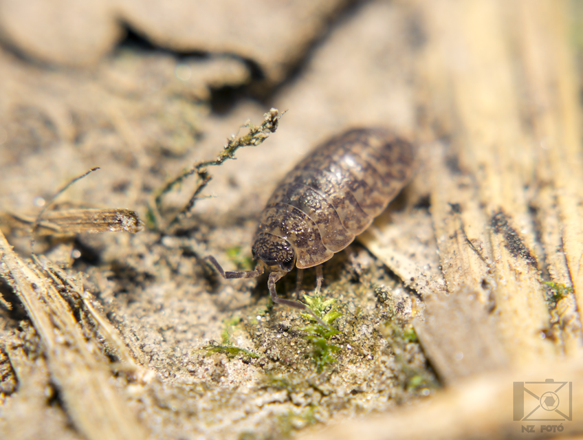 Porcellium collicola - gyakori tarkaászka