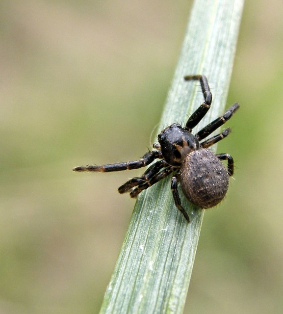 Xysticus