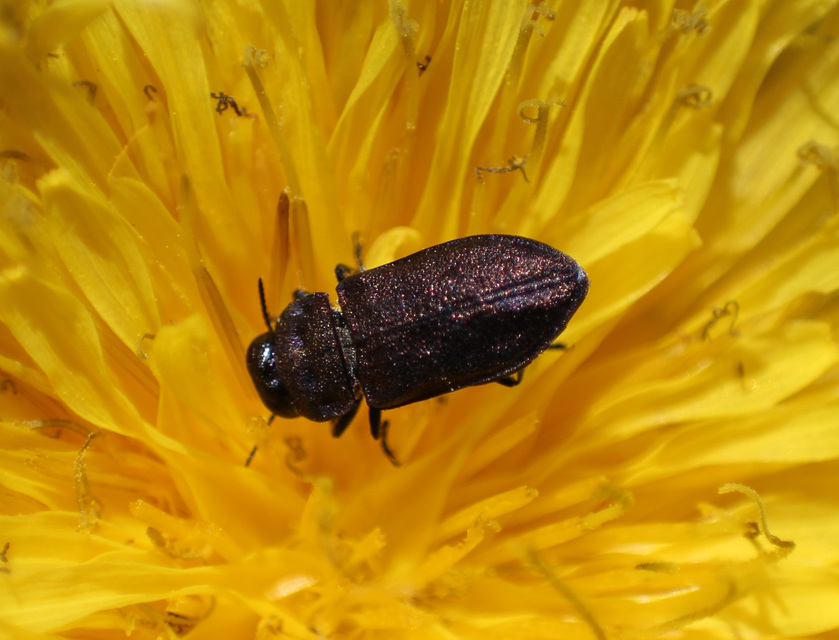 Anthaxia quadripunctata - fekete virágdíszbogár Anthaxia quadripunctata - fekete virágdíszbogár