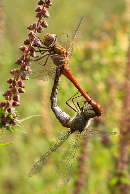 Sympetrum striolatum - harántsávos katona-szitakötő