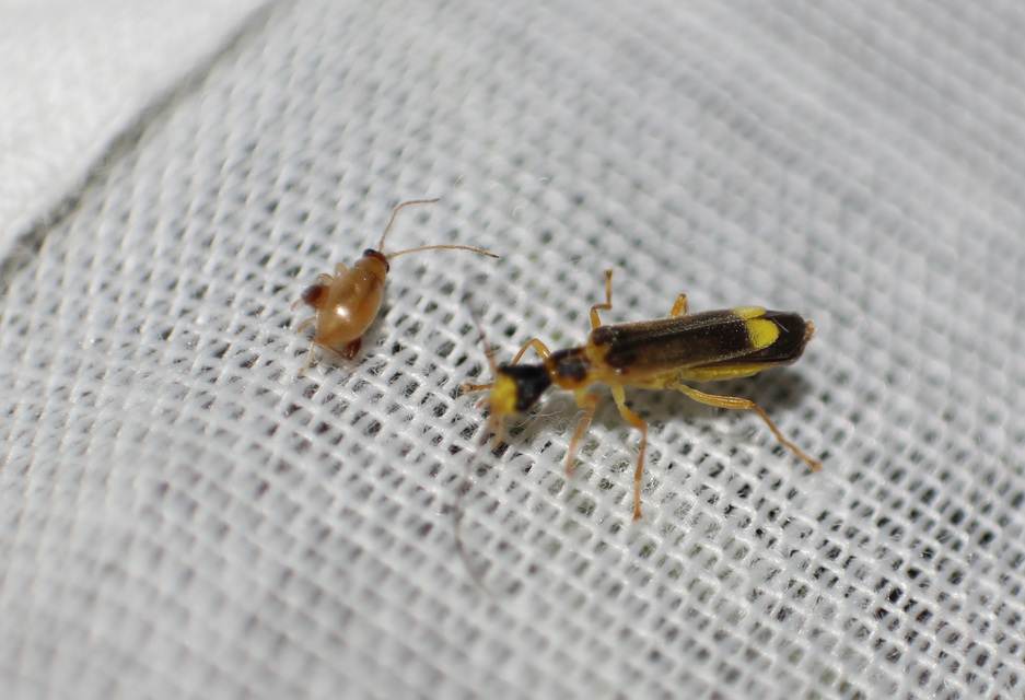 Malthinus flaveolus - közönséges fürkészlágybogár