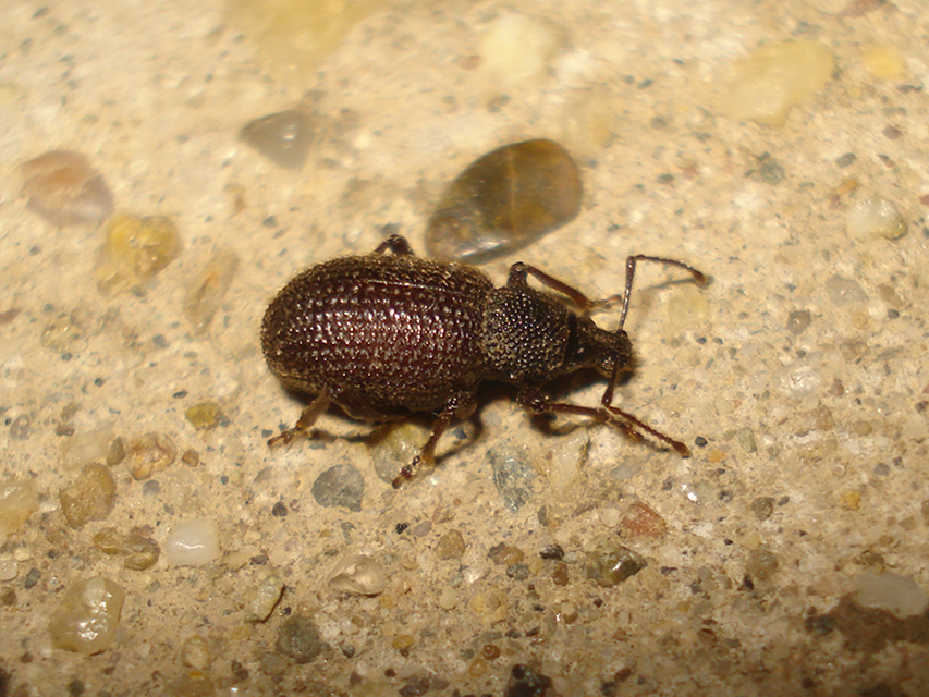 Otiorhynchus rugosostriatus - szamóca-gyalogormányos