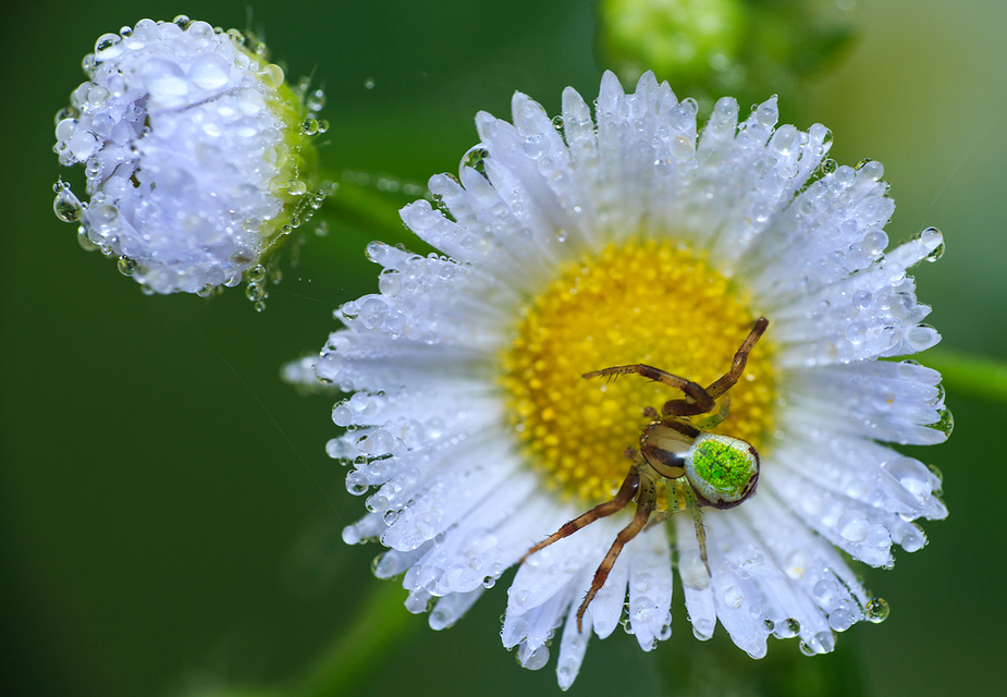 Ebrechtella tricuspidata - alakoskodó karolópók
