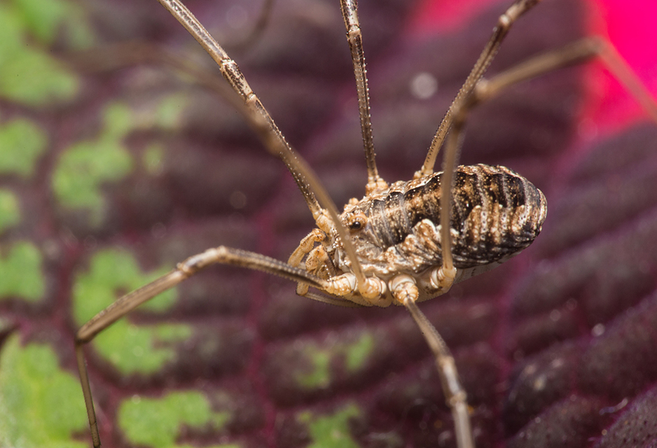 Mitopus morio
