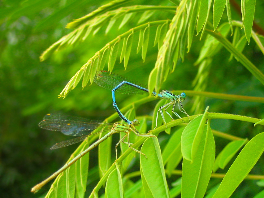 Platycnemis pennipes - széleslábú szitakötő