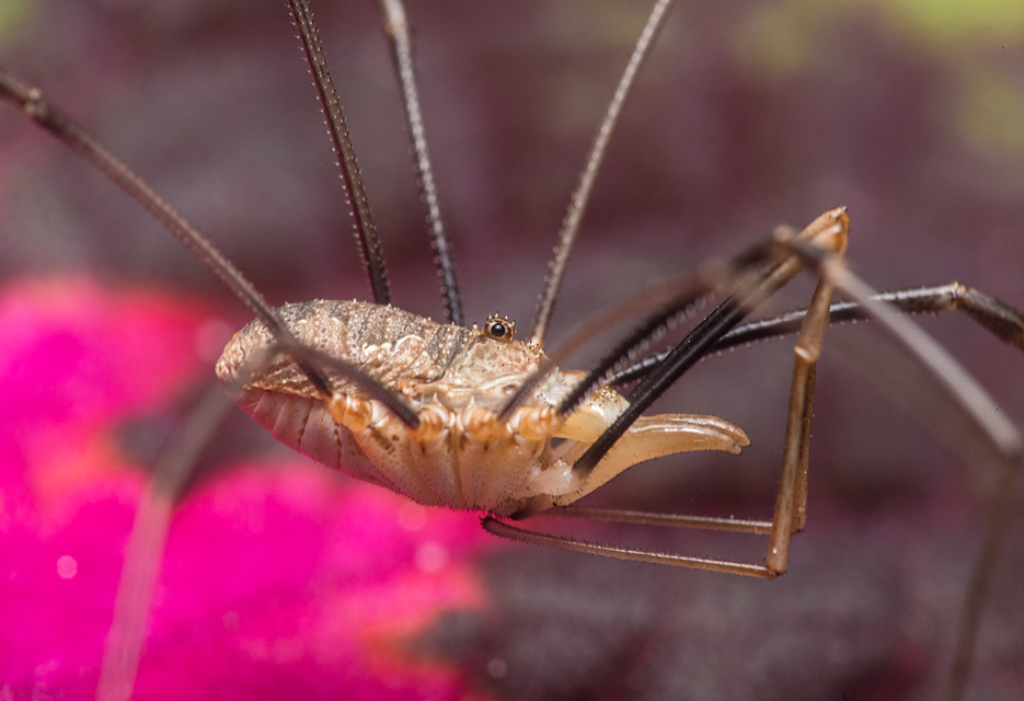 Phalangium opilio
