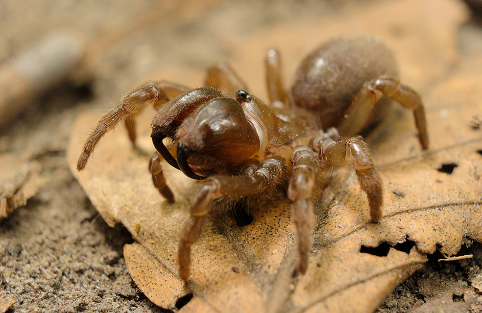 Atypus
