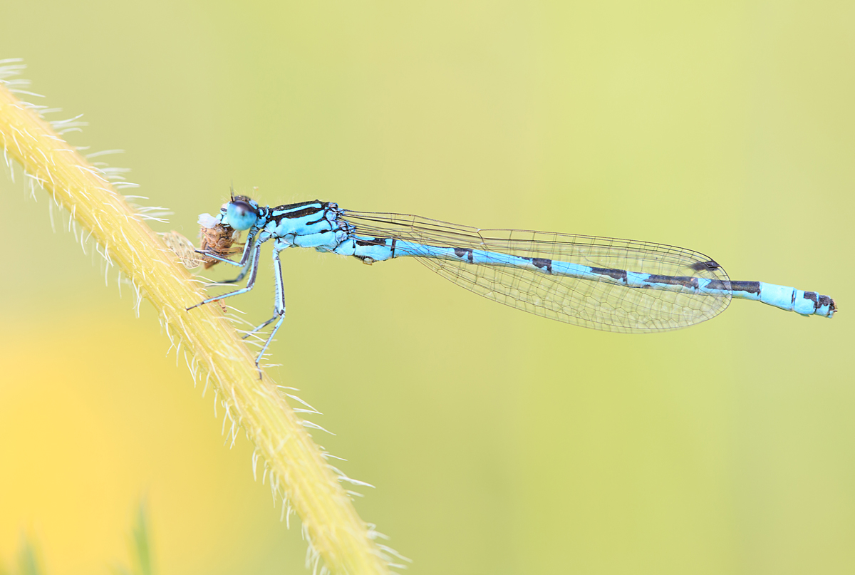 Coenagrion ornatum - díszes légivadász