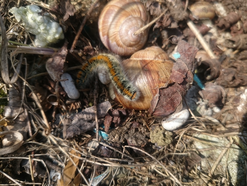Lasiocampa trifolii - lóhereszövő