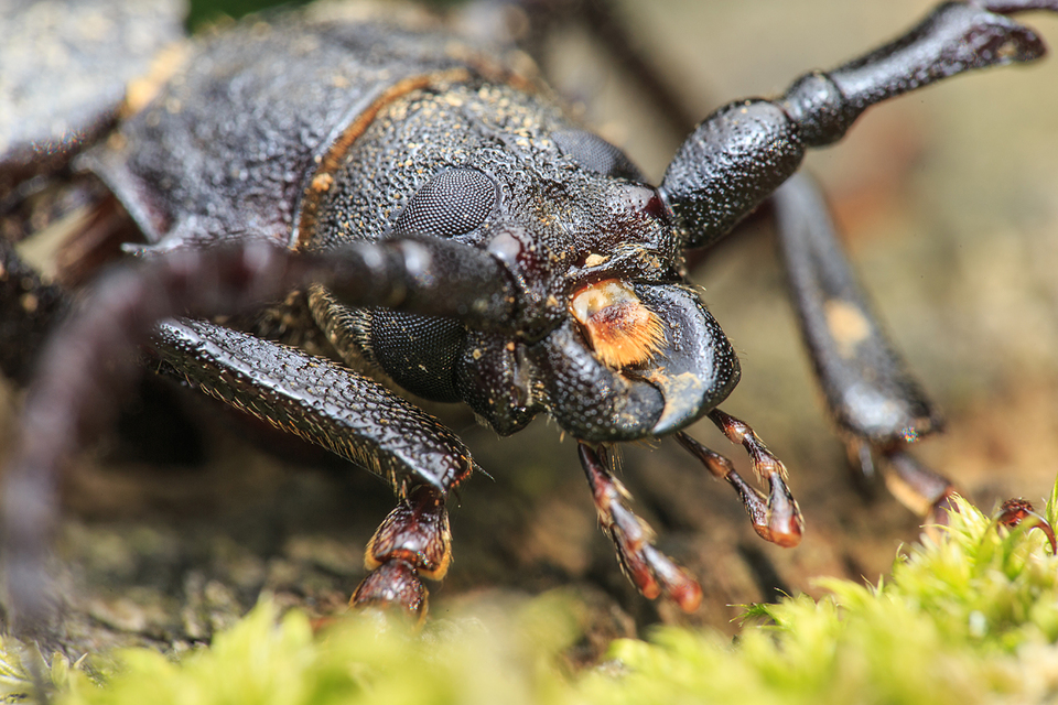 Prionus coriarius - csőszcincér