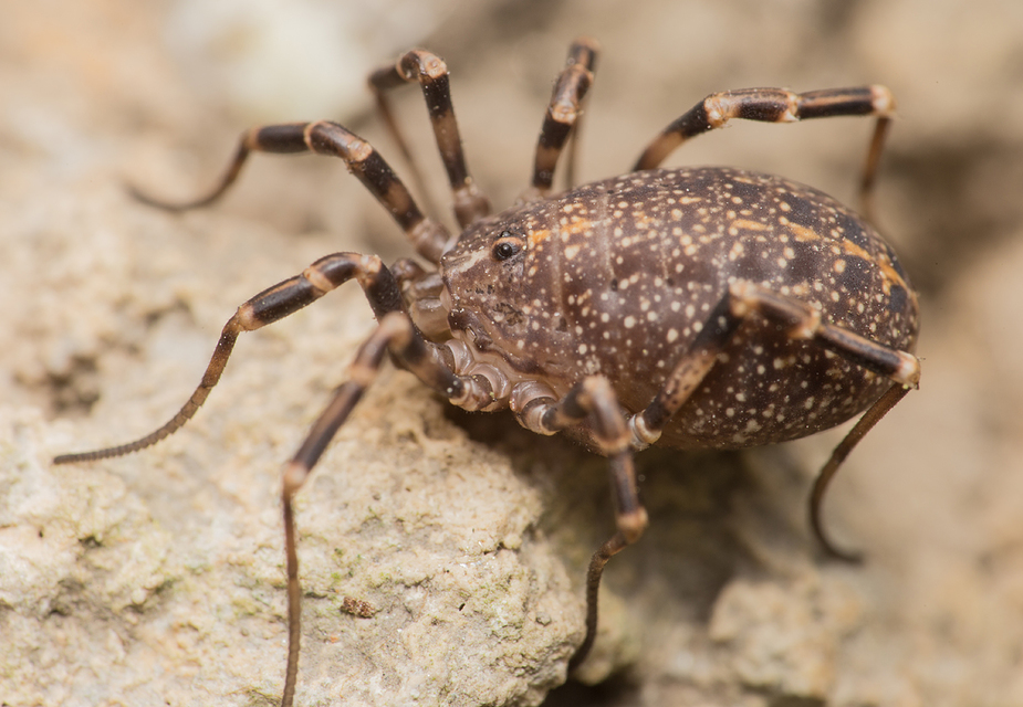 Egaenus convexus