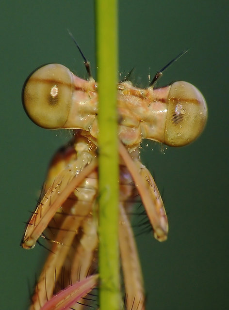 Platycnemis pennipes - széleslábú szitakötő