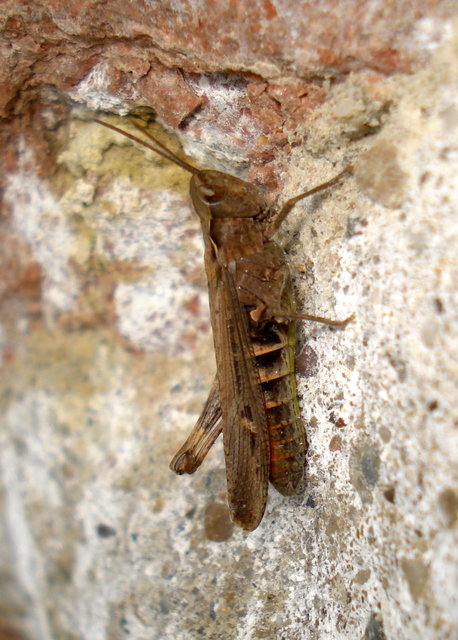 Chorthippus (Glyptobothrus) (subgenus)