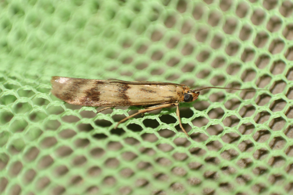 Homoeosoma sinuella - agyagsárga karcsúmoly
