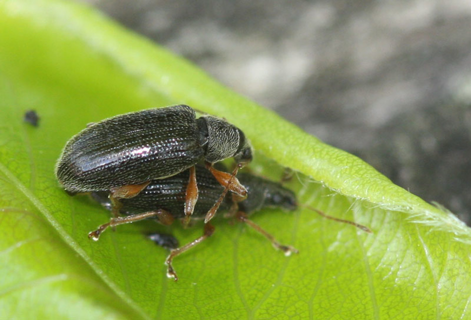 Phyllobius oblongus - közönséges levélormányos