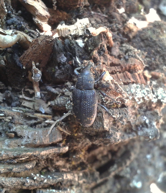 Hylobius abietis - nagy fenyvesormányos