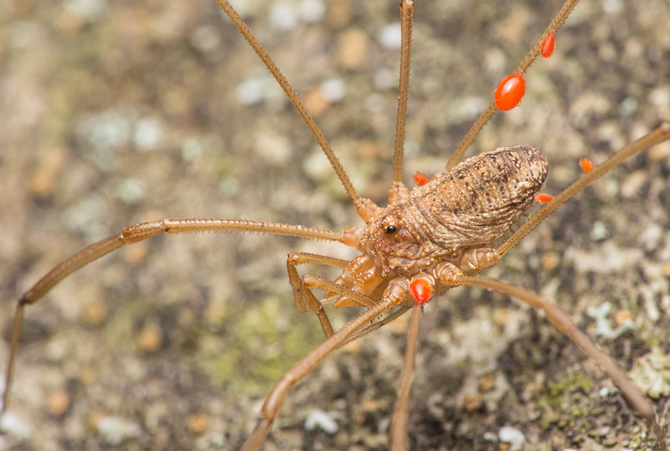 Phalangium opilio