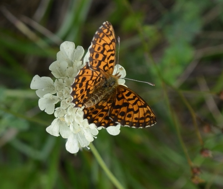 Boloria dia - kis gyöngyházlepke