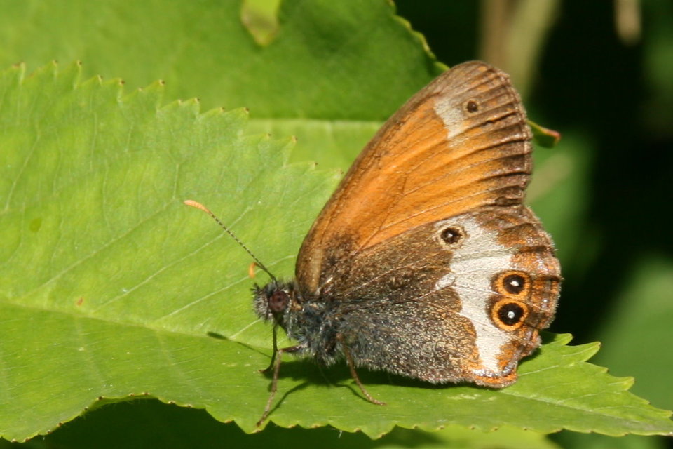 Coenonympha arcania - fehéröves szénalepke