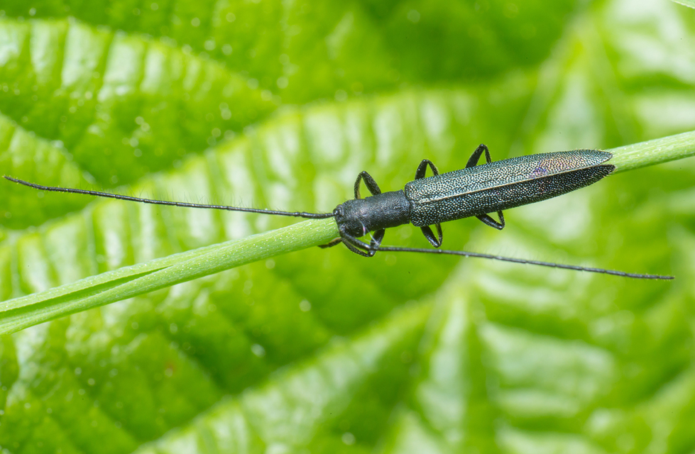 Theophilea subcylindricollis - hengeres szalmacincér
