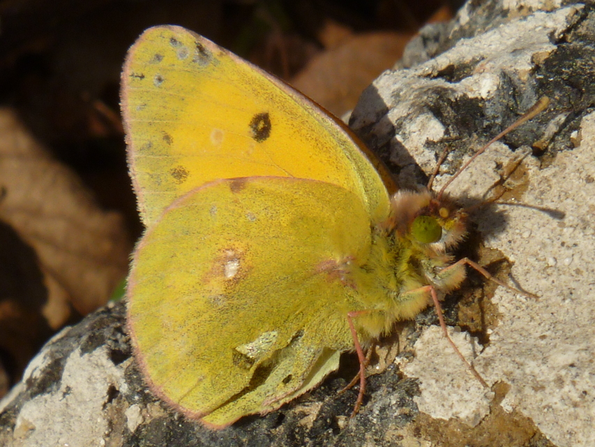 Colias erate - csángó-kéneslepke