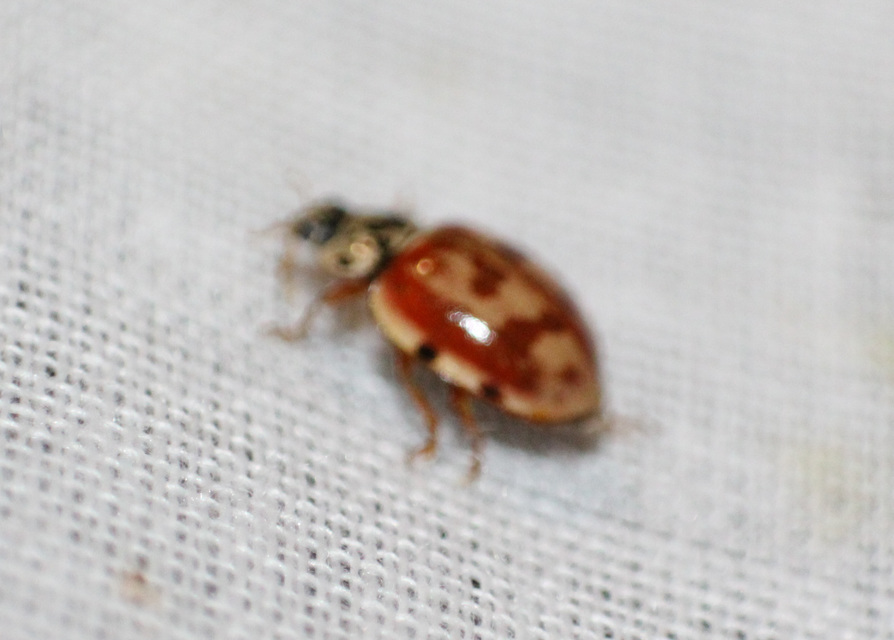 Harmonia quadripunctata - négypettyes katica