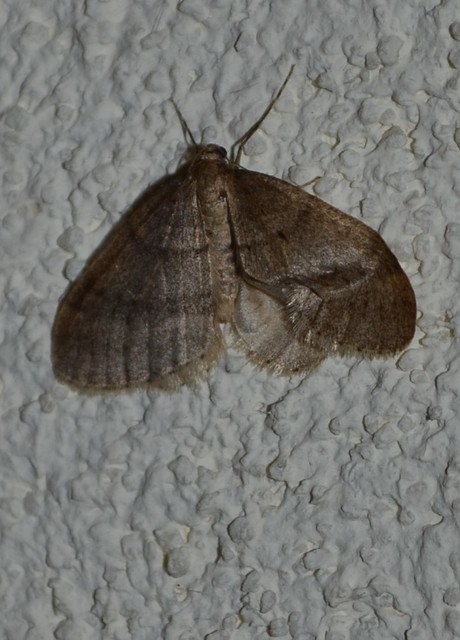 Operophtera brumata - kis téliaraszoló
