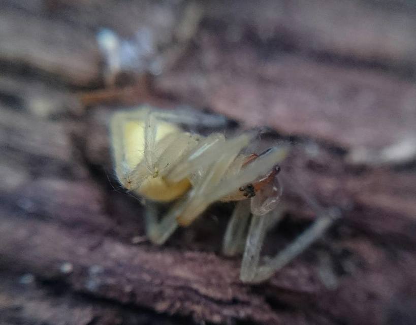 Cheiracanthium mildei - sárga dajkapók