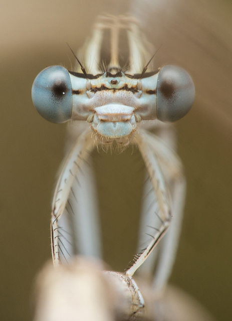Platycnemis pennipes - széleslábú szitakötő