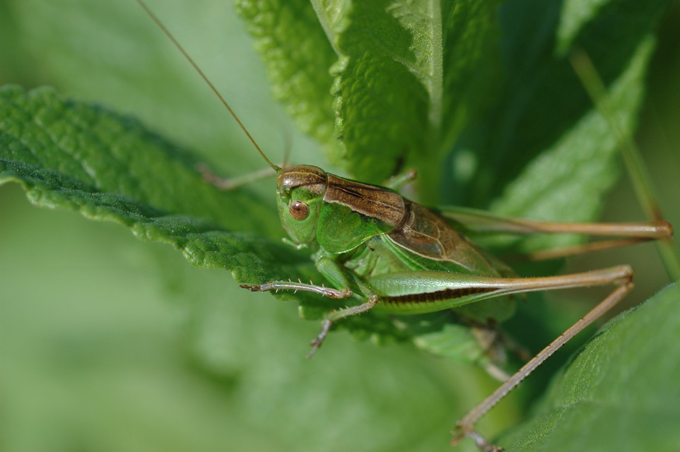Bicolorana bicolor - halványzöld rétiszöcske