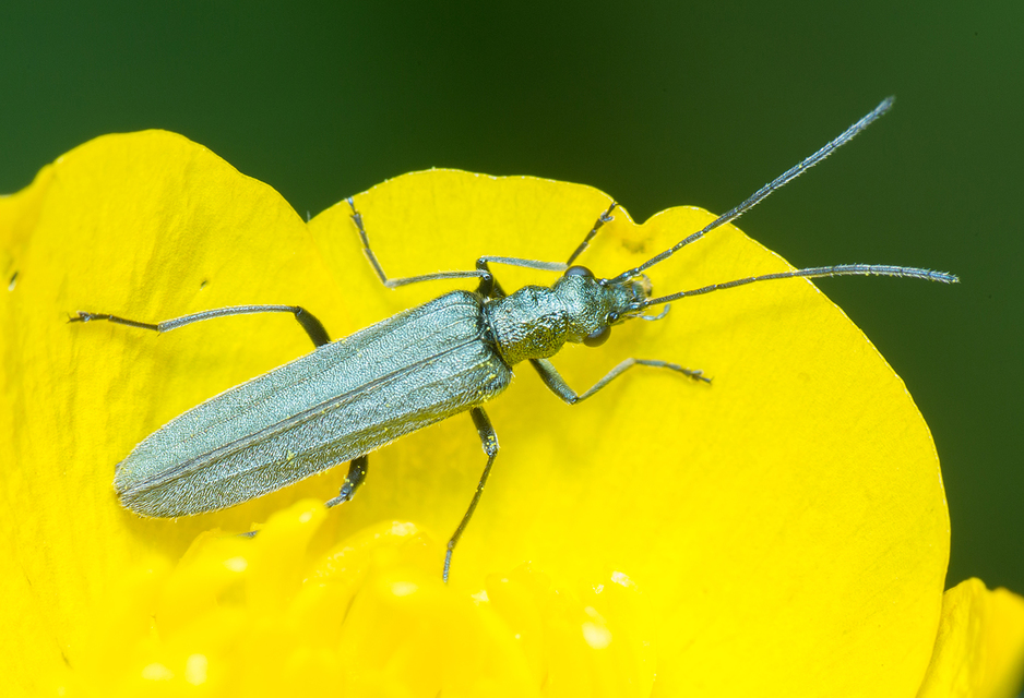 Oedemera