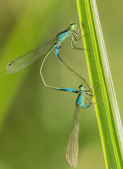 Ischnura elegans