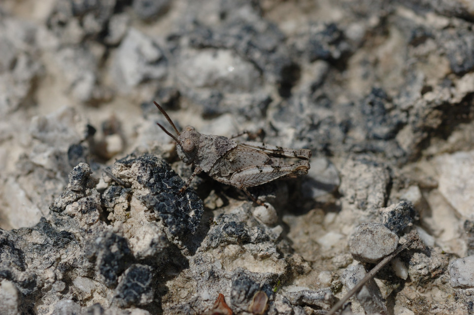Oedipoda caerulescens - kékszárnyú sáska