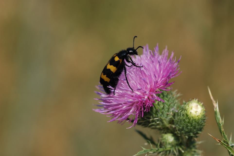 Mylabris variabilis - szalagos hólyaghúzó Mylabris variabilis - szalagos hólyaghúzó