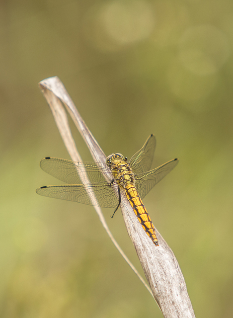 Orthetrum cancellatum - feketefarkú pásztorszitakötő