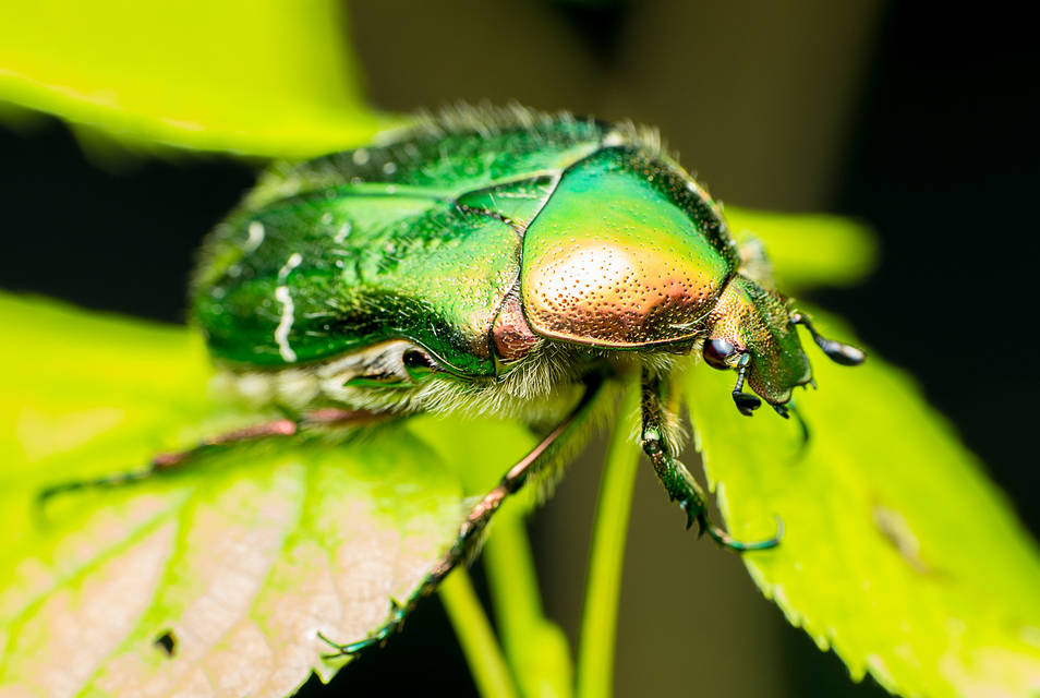 Cetonia aurata - aranyos virágbogár
