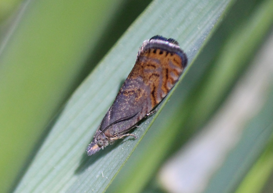 Dichrorampha plumbana - sötét gyökérfúrómoly