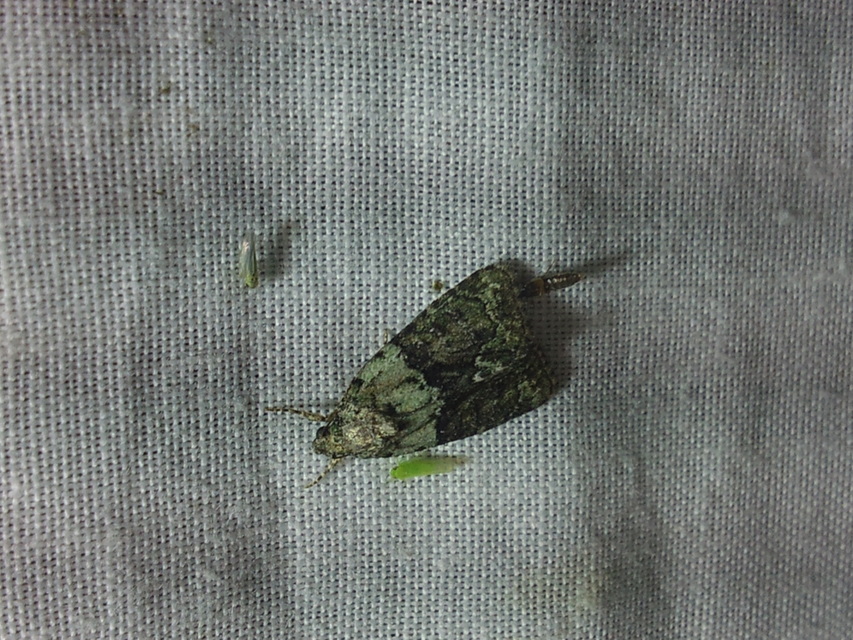 Cryphia algae - sárgászöld zuzmóbagoly