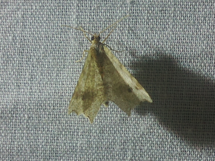 Macaria alternata - közönséges szürkearaszoló