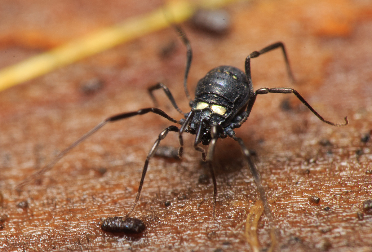 Carinostoma elegans