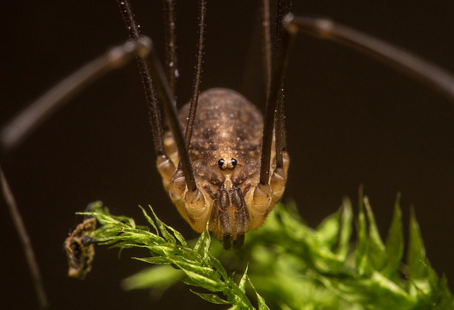 Nelima sempronii