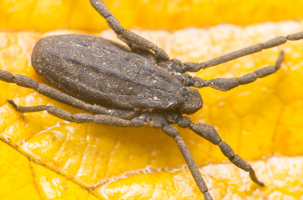 Trogulus