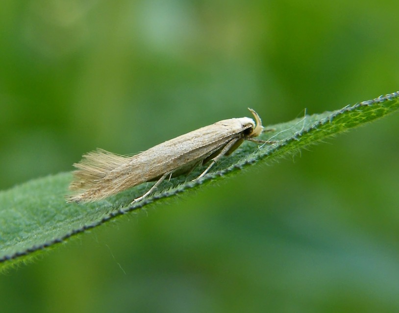 Megacraspedus