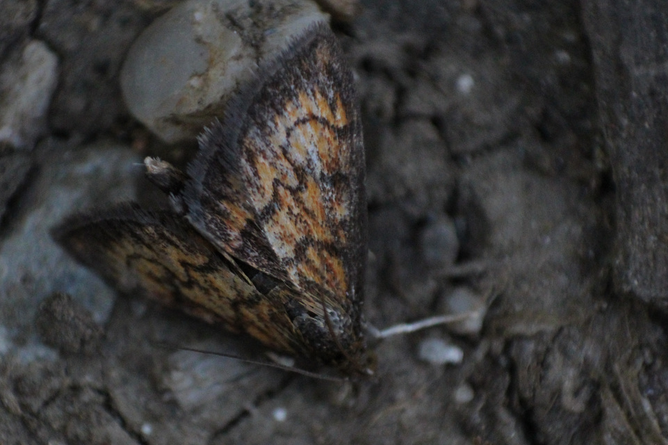 Ecpyrrhorrhoe rubiginalis - rozsdavörös tűzmoly