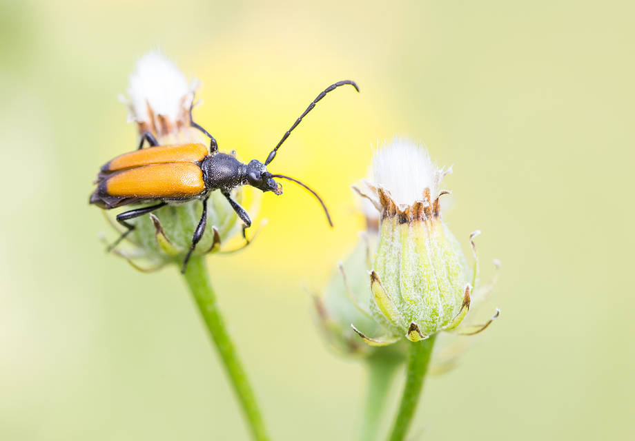 Stictoleptura fulva - vörhenyes virágcincér