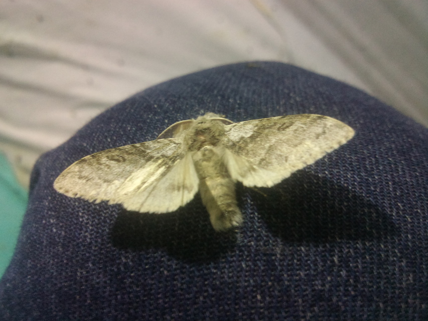 Calliteara pudibunda - hamvasszövő