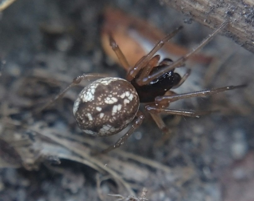 Pachygnatha degeeri