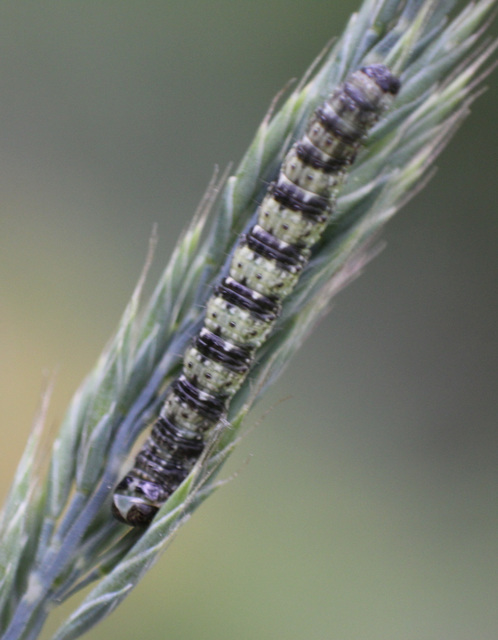 Agriopis leucophaearia - tölgy-tavasziaraszoló